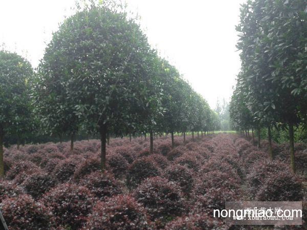 八月金桂花樹價(jià)格，智能之選，科技與自然完美融合的智能之選。