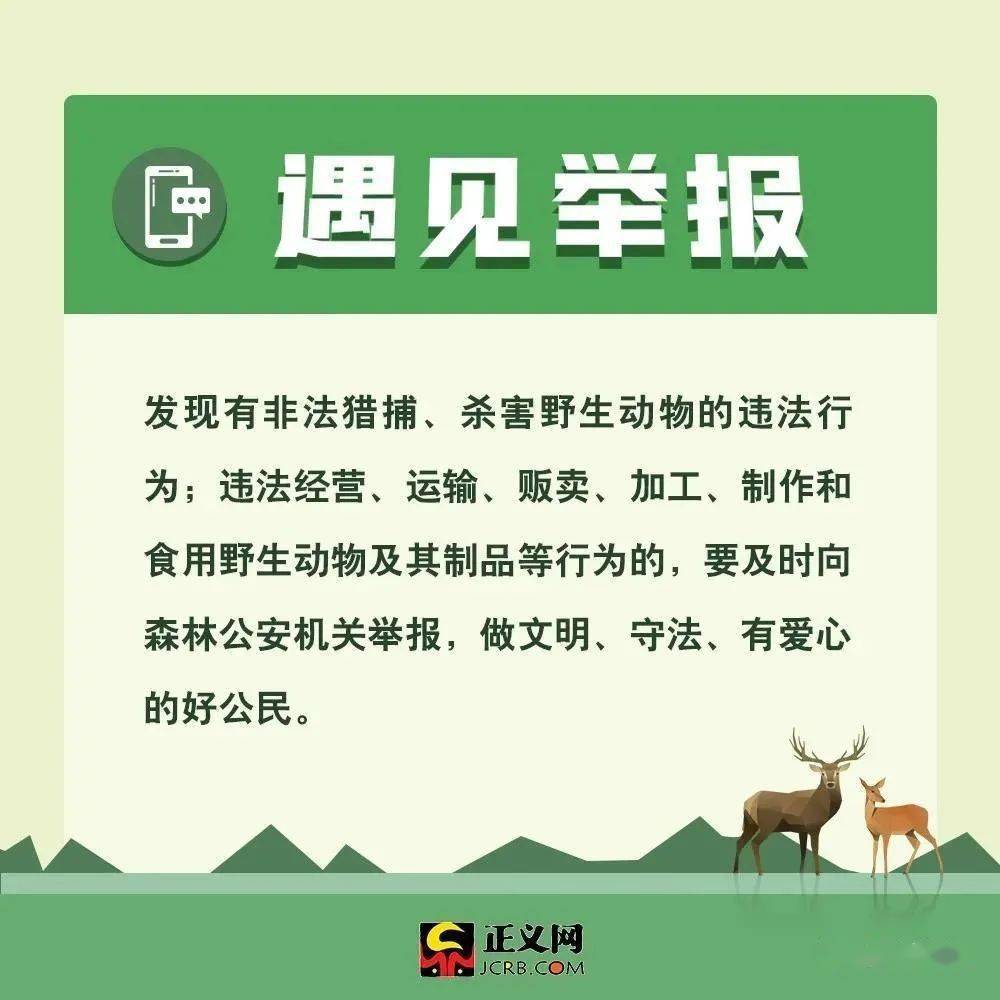 最新野生動(dòng)物保護(hù)法規(guī)與小巷深處的綠色秘境探秘，保護(hù)行動(dòng)與獨(dú)特小店的獨(dú)特故事