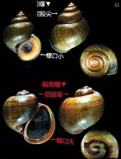 田螺價格背后的溫情故事，奇遇與收購之旅