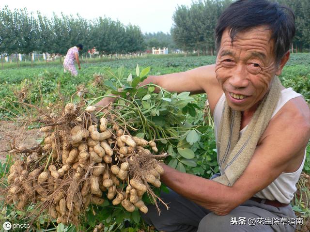 延津縣花生米今日行情詳解，如何了解與評估市場行情及趨勢分析