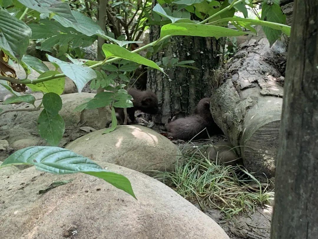 鄉(xiāng)土中國最新觀察，鄉(xiāng)村振興的繁榮脈絡(luò)探析