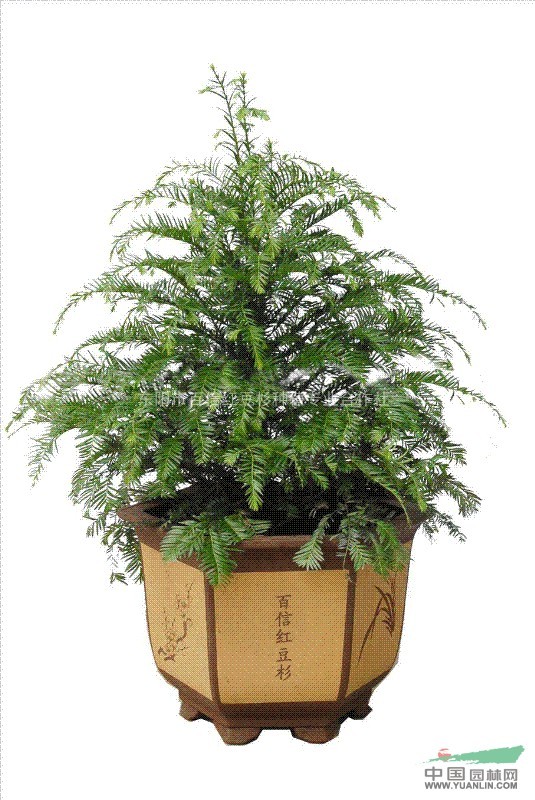 紅豆杉行情，繁榮的市場(chǎng)現(xiàn)狀與未來展望