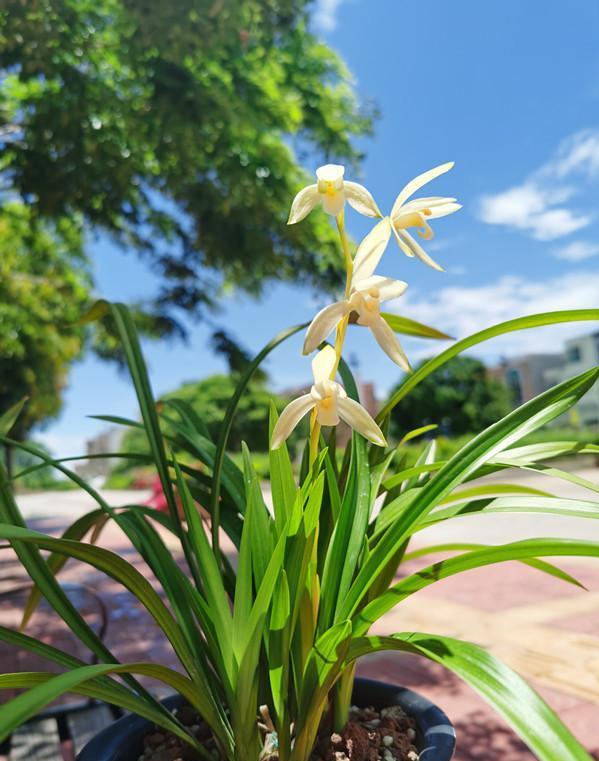 蘭花價(jià)格變化之旅，從綠葉到金花，自信與成就感的培育之路