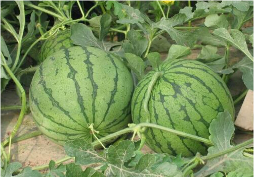 全國西瓜行情深度解析，夏日甜蜜風(fēng)暴席卷全國！