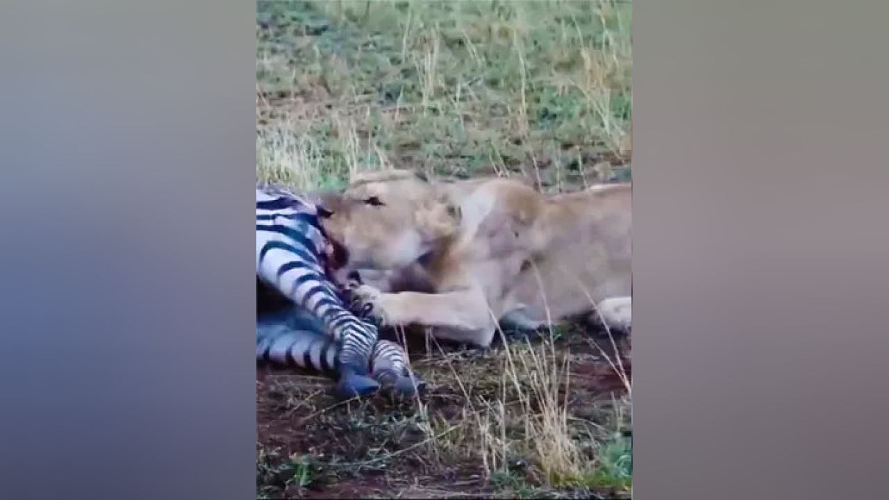 非洲二哥掏肛視頻最新現(xiàn)象，背后的探索與影響