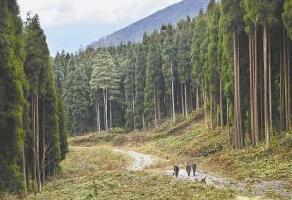 安徽省林場最新動態(tài)更新，綠意盎然的發(fā)展訊息????