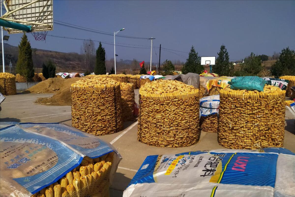 最新油沙豆市場價格探秘，綠色之旅尋求內(nèi)心平靜之道