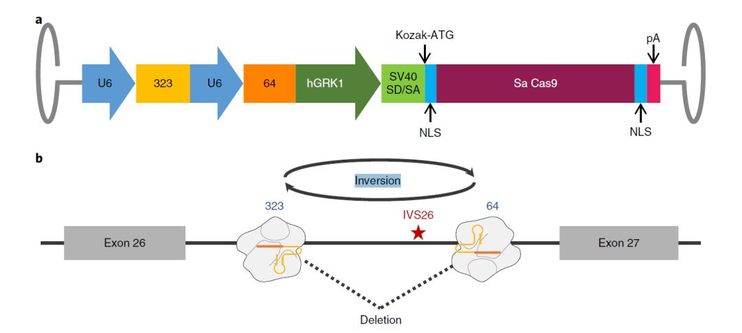 基因治療新突破，小明的奇跡基因之旅揭秘奇跡之源
