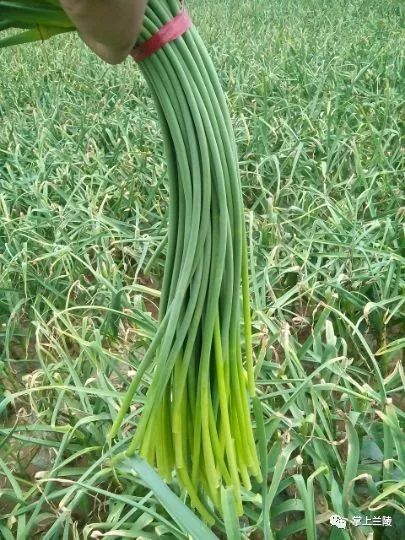 最新蒜苔價格變動，學習中的自信與成就感的源泉