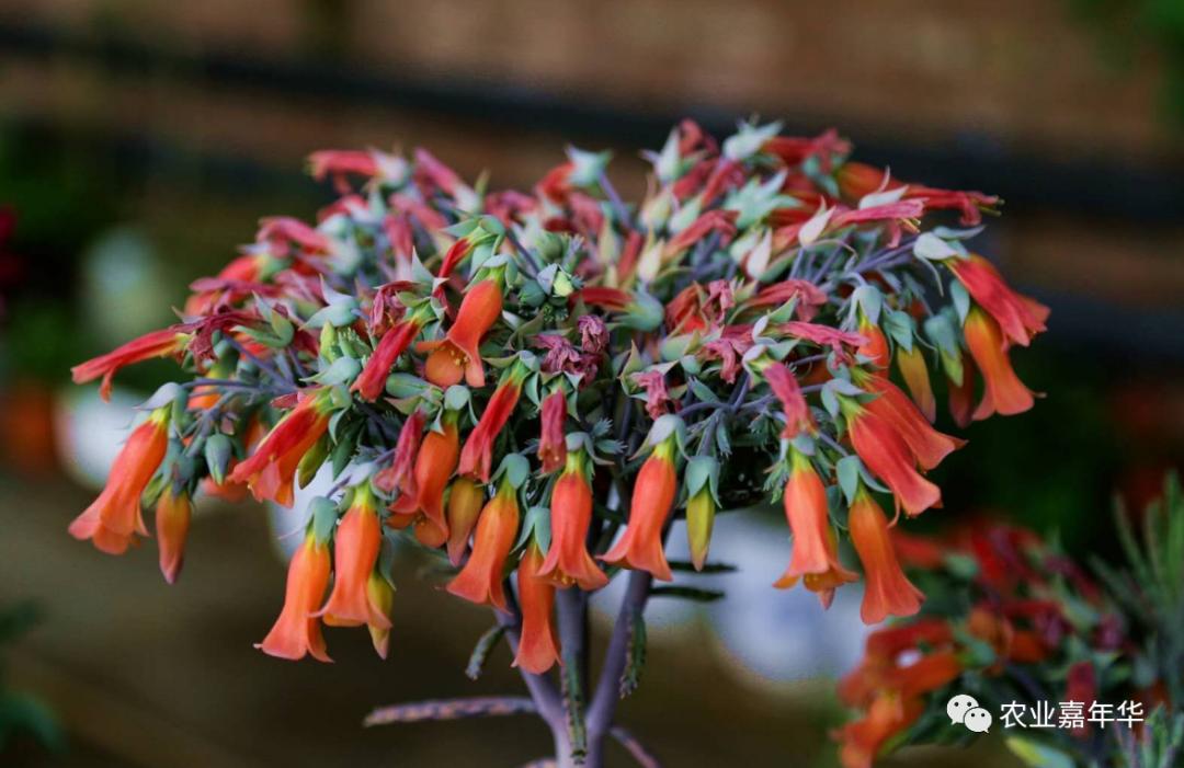 QQ農(nóng)場(chǎng)最新版下載探討與資源分享