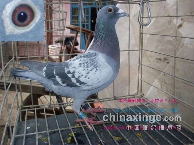 最新臺鴿翱翔夢想，學習鑄就自信之翼