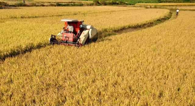 最新糧食種植、收獲與儲存全攻略，初學者與進階用戶的詳細步驟指南