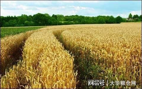 今天小麥最新價(jià)格行情，變化中的機(jī)遇與自我成長(zhǎng)潛力探索