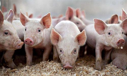 豆粕最新價格動態(tài)，變化中的機(jī)遇與成就的種子