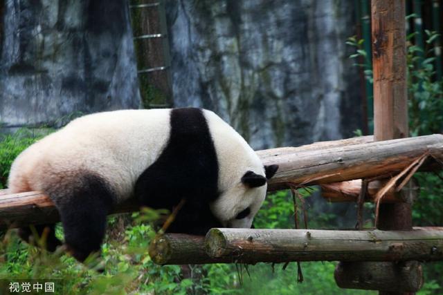 南京熊貓最新動(dòng)態(tài)揭秘，如何獲取最新消息？