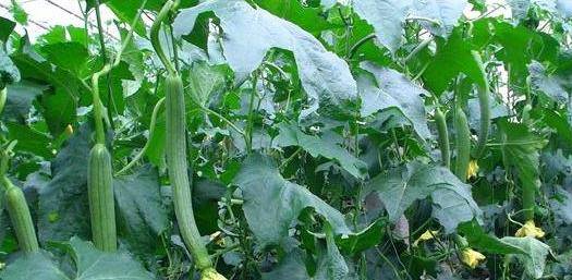 小巷深處的絲瓜味覺之旅，最新地址揭秘