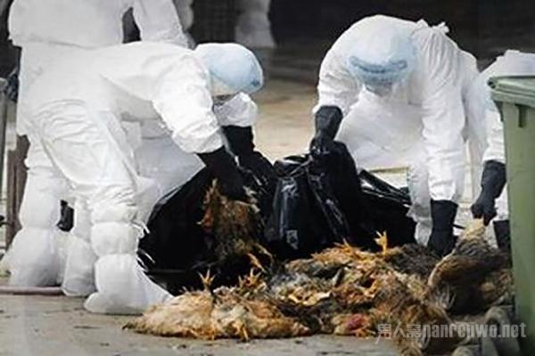 全球禽流感最新動態(tài)，全球態(tài)勢與多方觀點(diǎn)深度解析