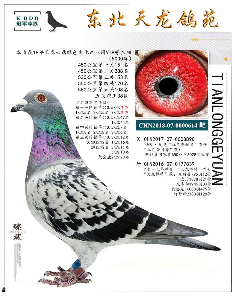 東北天龍鴿苑最新圖片，鴿界風采展現(xiàn)，價值與影響深度探討