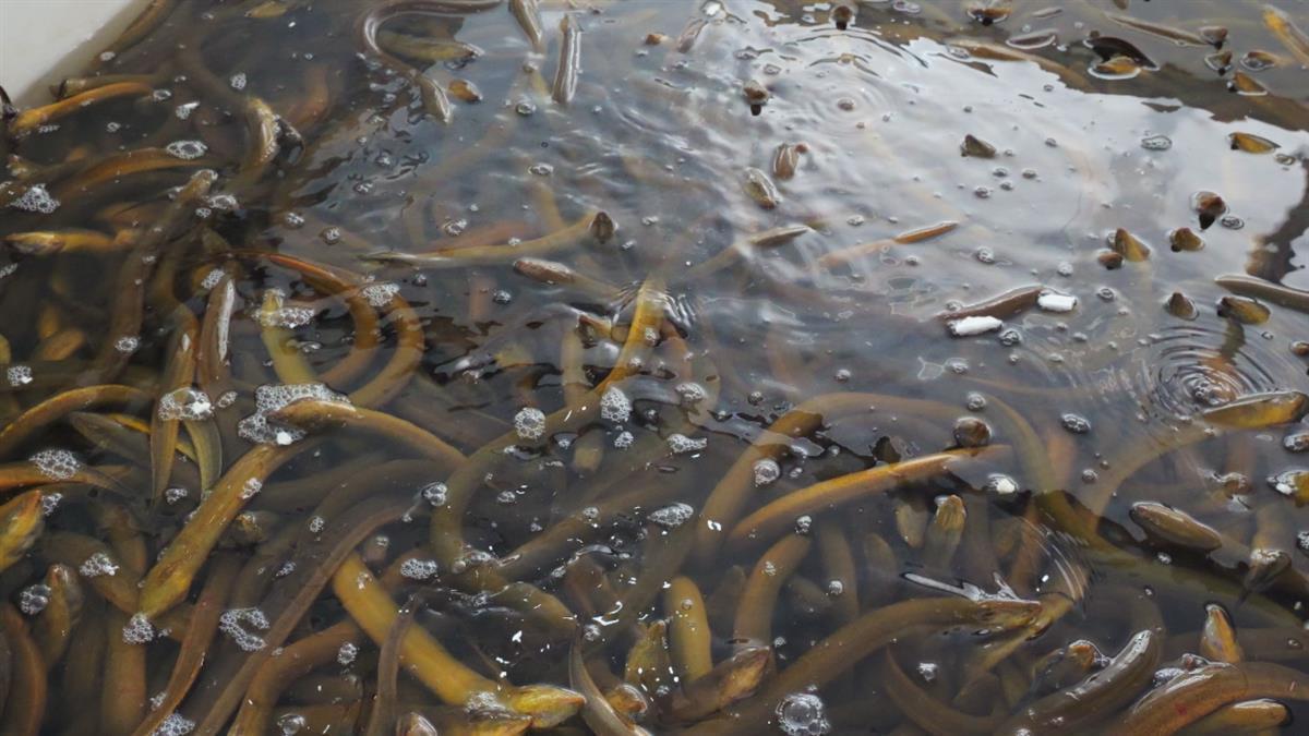 野生黃鱔最新價格行情，變化中的學(xué)習(xí)展現(xiàn)自信與成就的力量