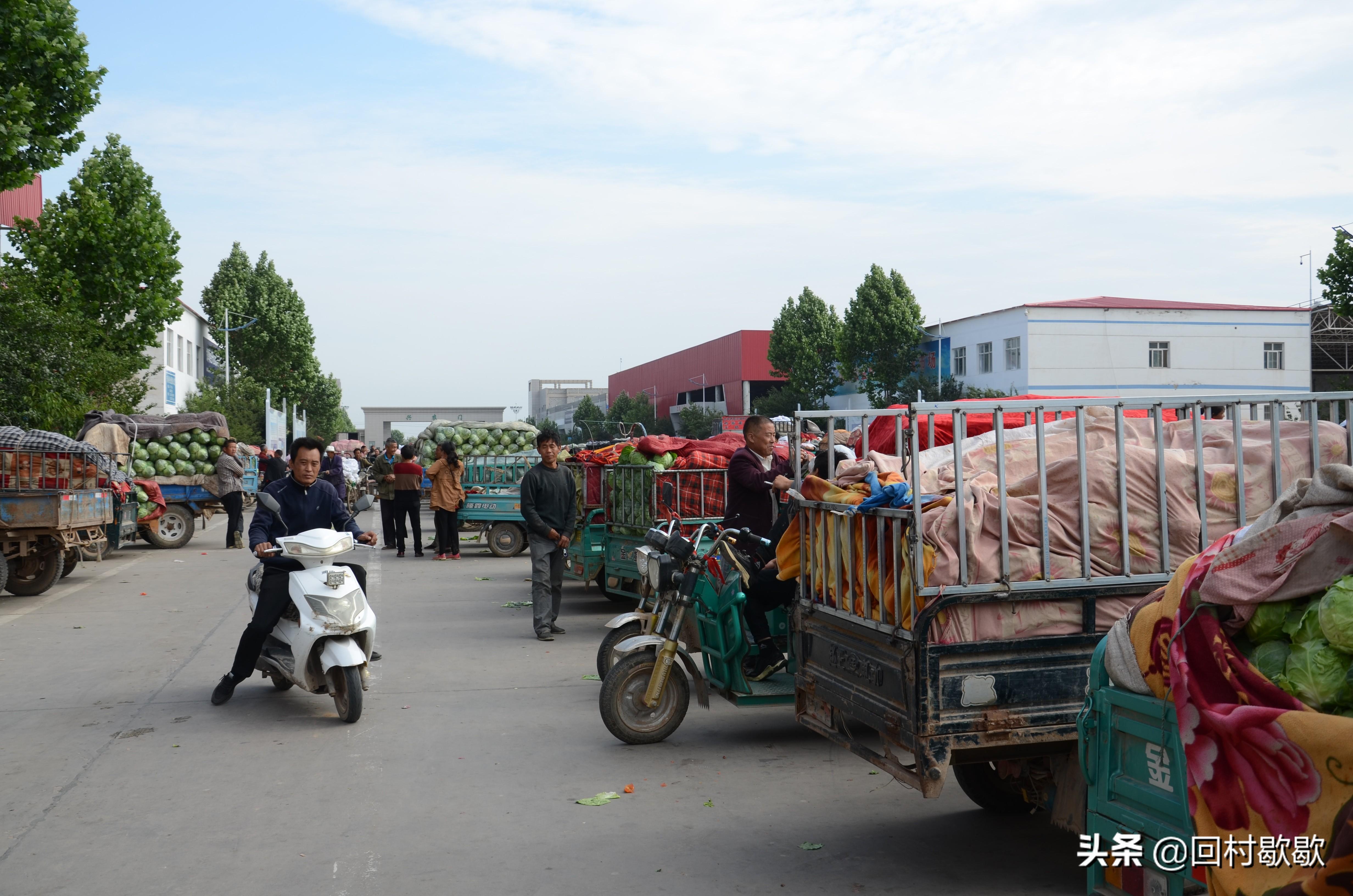 紫甘藍(lán)最新價格行情揭秘，新鮮資訊一網(wǎng)打盡！????