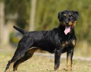 最新德國獵梗出售，背景、時代地位與影響分析