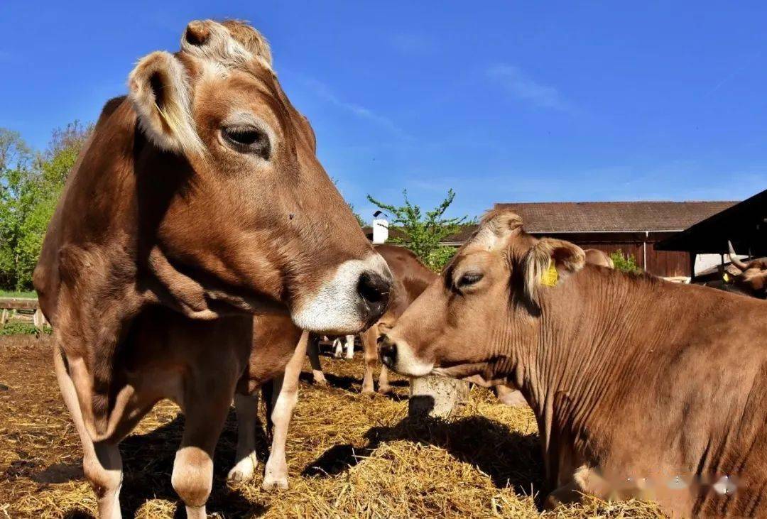 錢牛牛最新動(dòng)態(tài)揭秘，牛運(yùn)亨通的奇妙日常故事