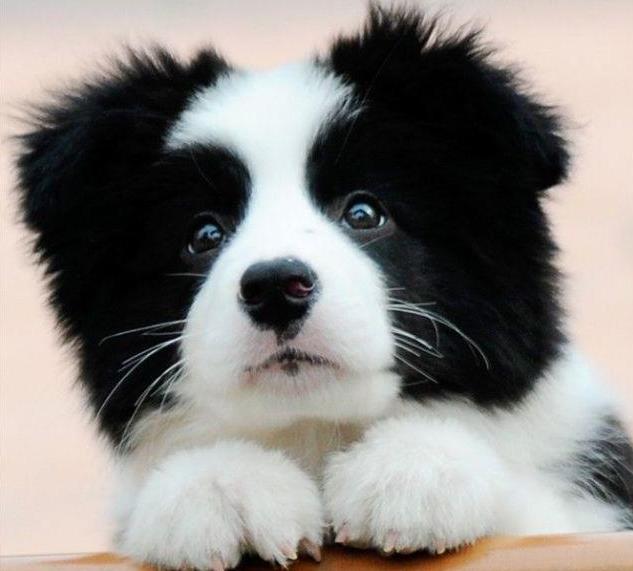 免費領(lǐng)養(yǎng)邊牧2025，小巷特色小店與邊境牧羊犬的不解之緣