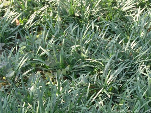 麥冬最新價格行情與小巷深處的驚喜探索