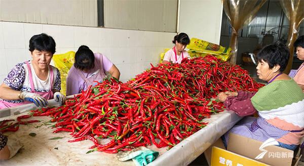 全國(guó)辣椒最新價(jià)格行情，科技引領(lǐng)產(chǎn)業(yè)變革，塑造未來生活新趨勢(shì)