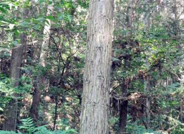 安徽國有林場改制開啟綠色新篇章，推動(dòng)可持續(xù)發(fā)展??