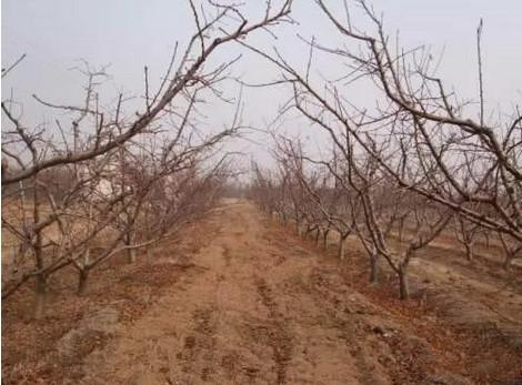 桃樹最新品種介紹大全，全面解析最新桃樹品種