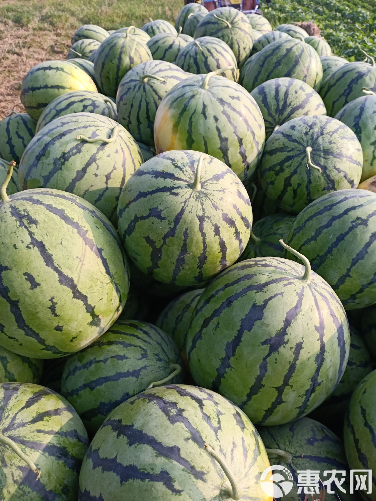 太康縣西瓜最新價格，時代背景下的瓜價變遷