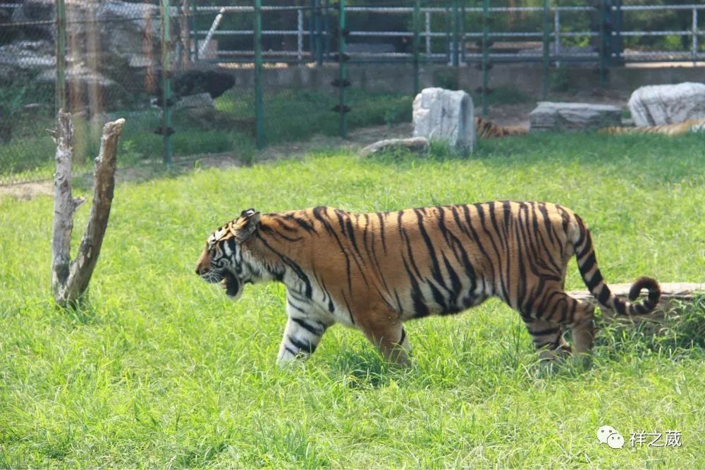 動物園老虎吃人事件揭秘，科技重塑現(xiàn)實，震撼體驗新紀元