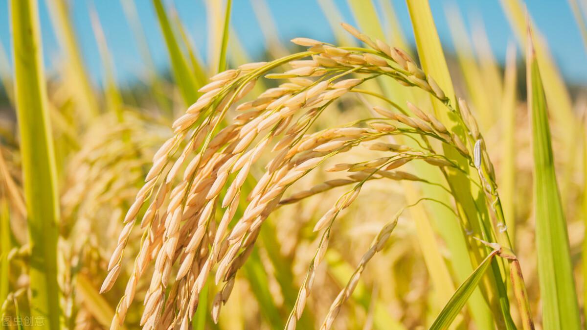 水稻最新價格行情預(yù)測，稻田故事中的溫情與價格走勢分析