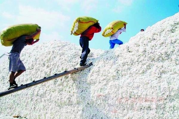 山東最新棉花補貼政策解讀，智能生活啟航！