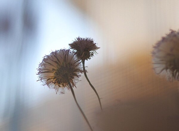 凡口草最新專(zhuān)輯，科技與生活融合之作，引領(lǐng)未來(lái)音樂(lè)潮流